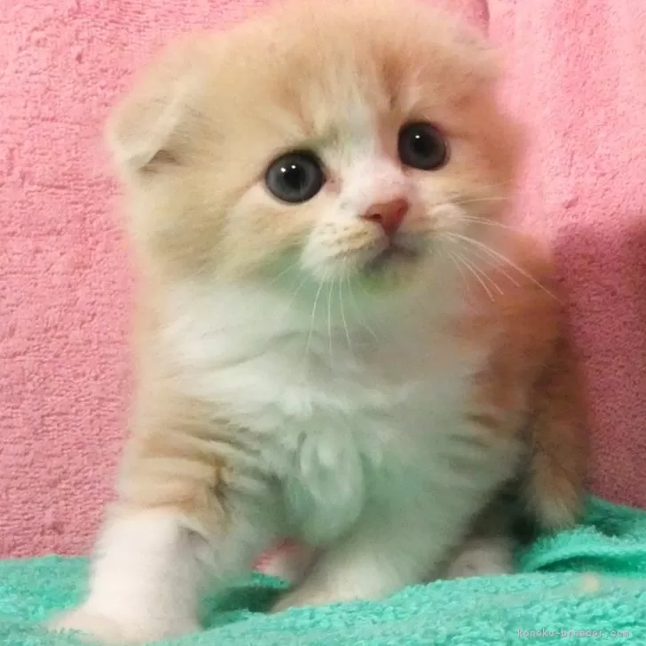 ID:2405-03634の子猫