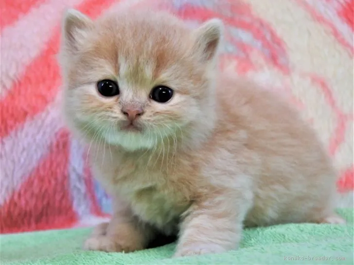ID：1811-00093の子猫