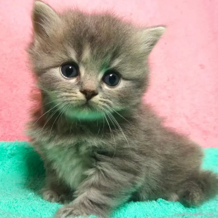 ID：2409-02548の子猫