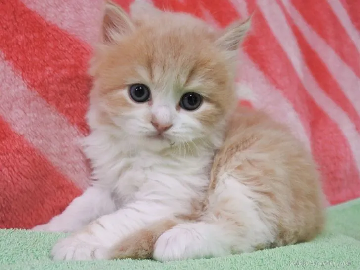 ID：1805-01593の子猫