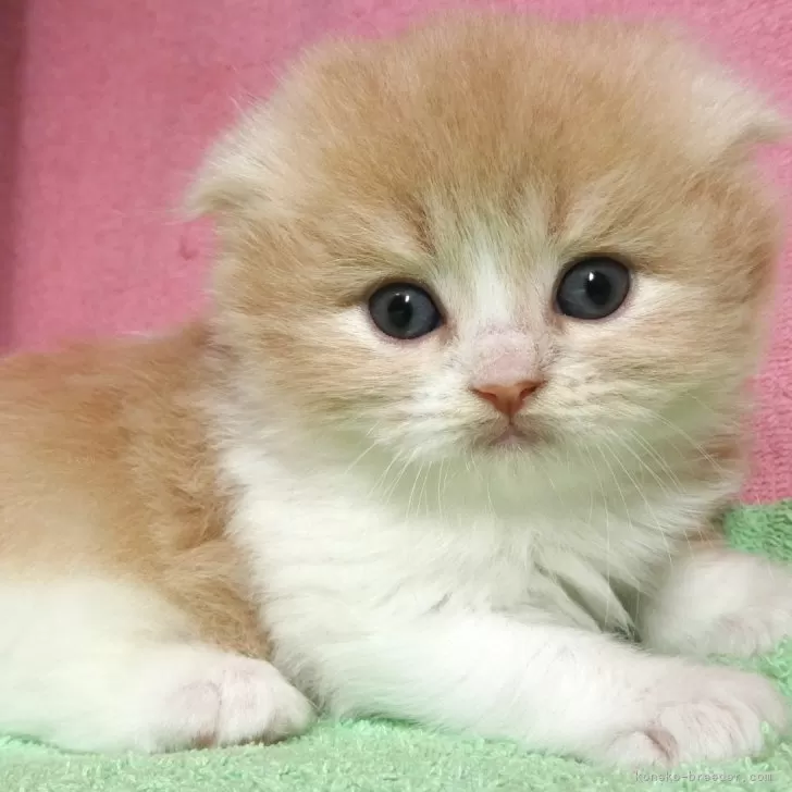 ID:2312-02585の子猫