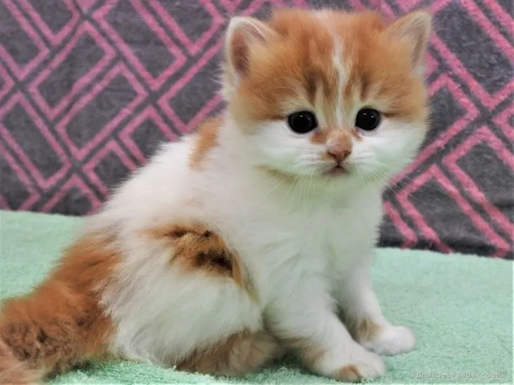 ID:1810-00603の子猫