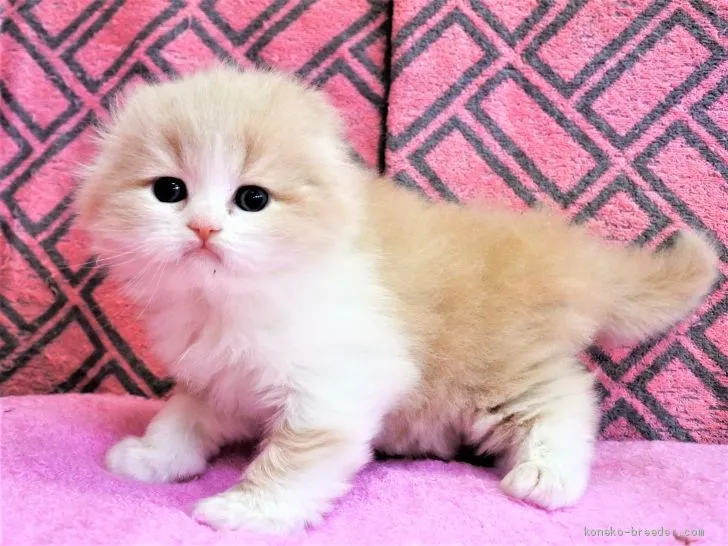 ID:1904-01291の子猫