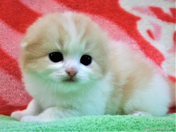 ID：1811-00516の子猫