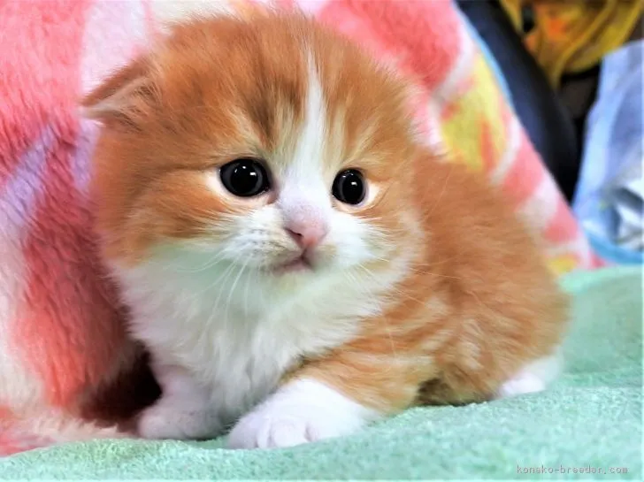 ID:1901-00080の子猫
