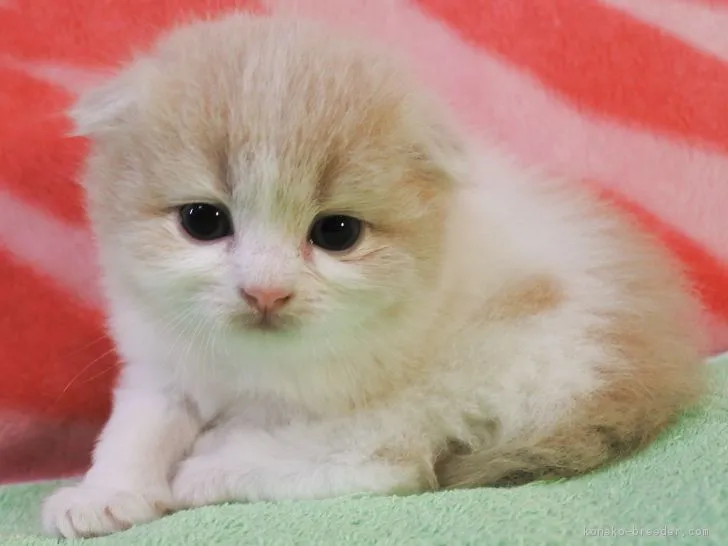 ID:1808-00841の子猫