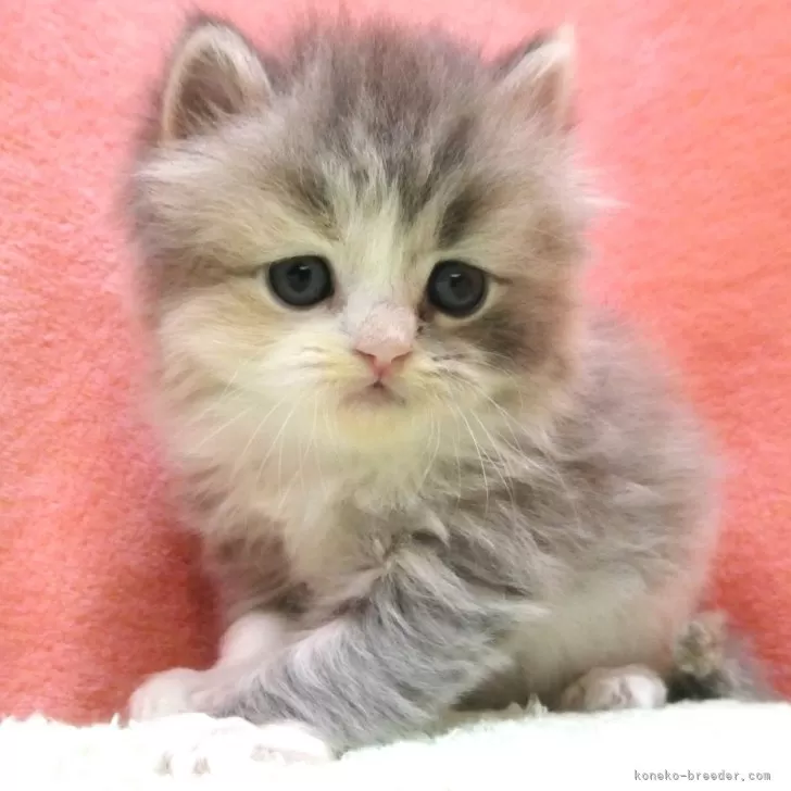 ID：2411-02082の子猫