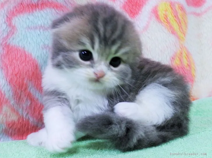 ID:1807-01037の子猫