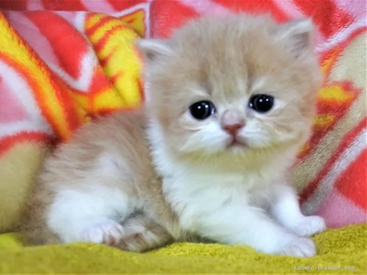 ID:1905-00669の子猫