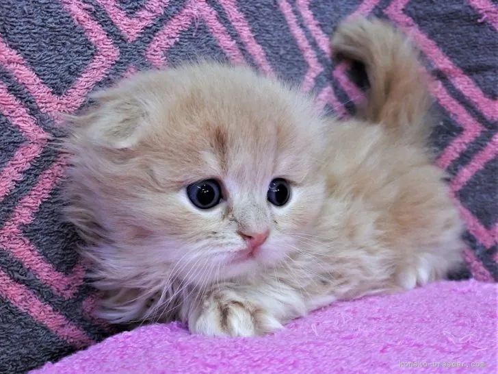 ID：1902-00620の子猫