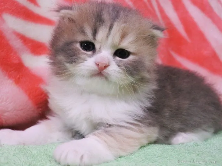 ID:1807-00093の子猫