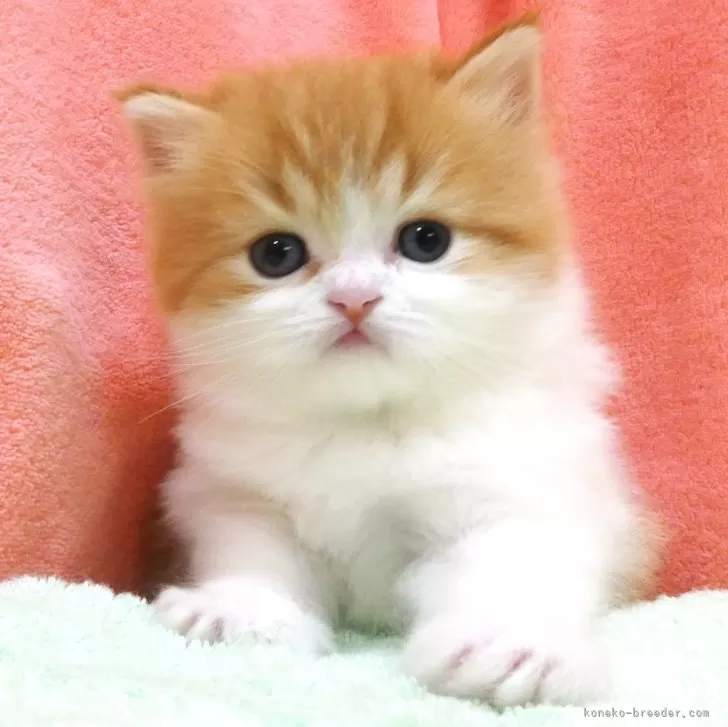 ID:2403-02414の子猫
