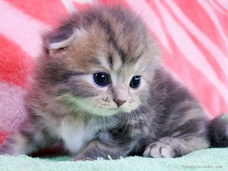 ID：1806-01208の子猫