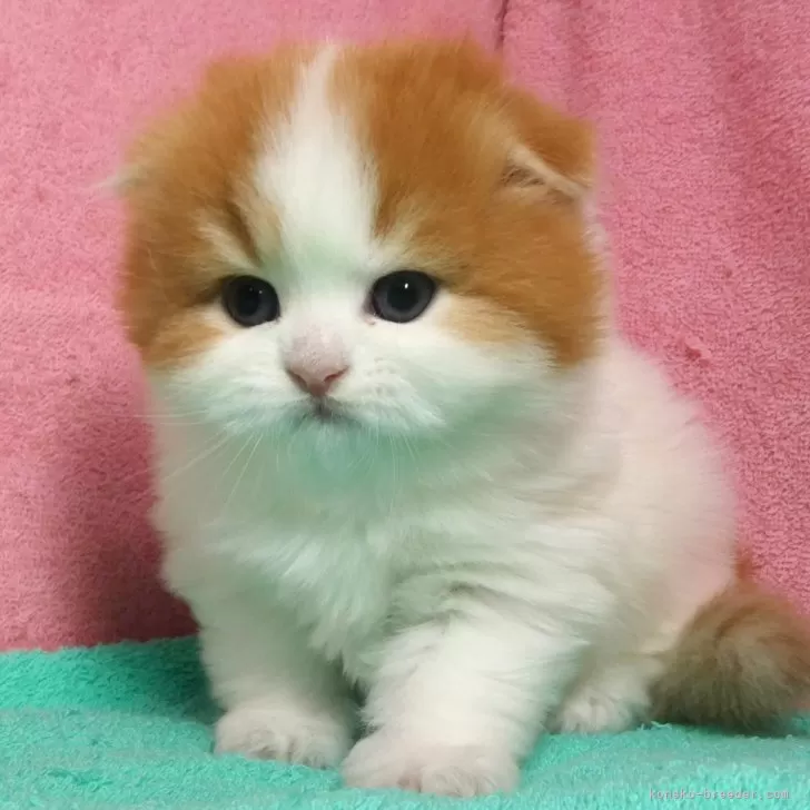 マリコ 様のお迎えした子猫