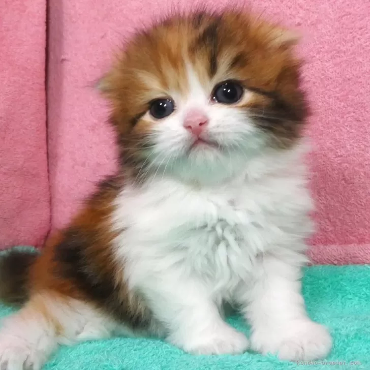 CHI 様のお迎えした子猫