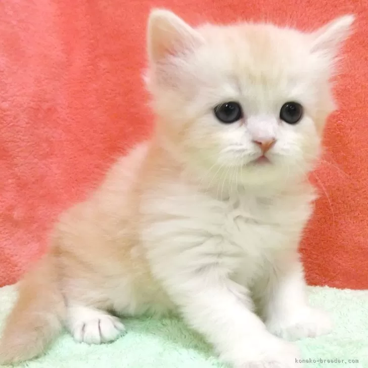 ID：2401-02055の子猫