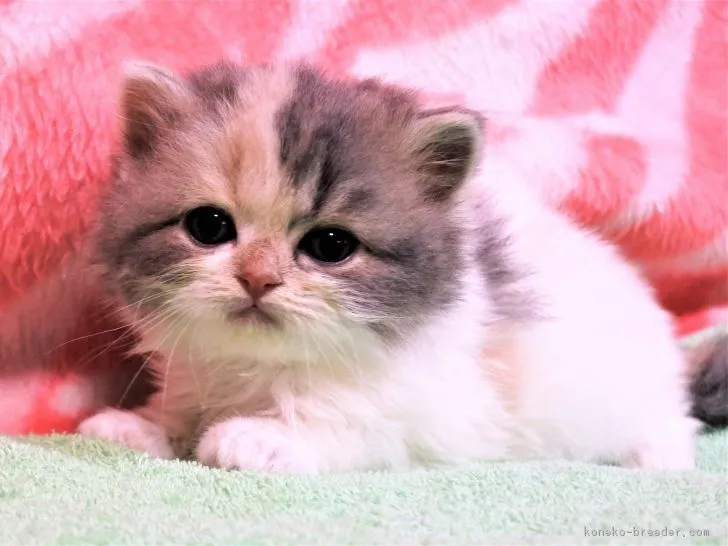 ID：1811-01562の子猫