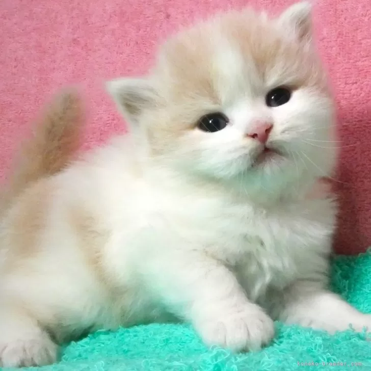 K.F 様のお迎えした子猫