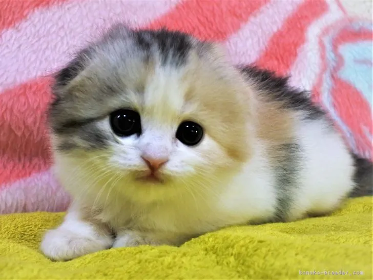 ID:1903-00730の子猫