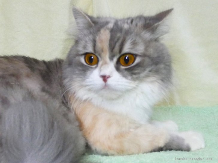 スコティッシュフォールド【・女の子・2022年6月15日・ダイリュートキャリコ】