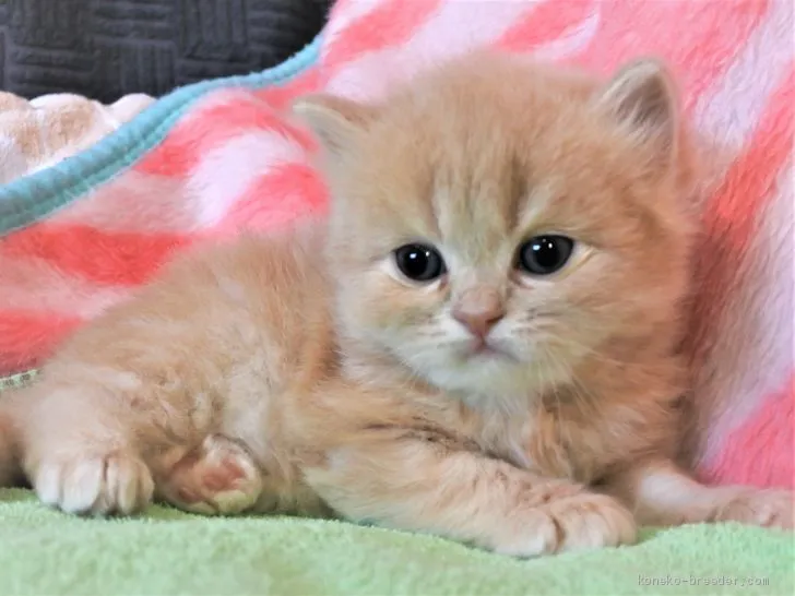 ID:1904-00732の子猫