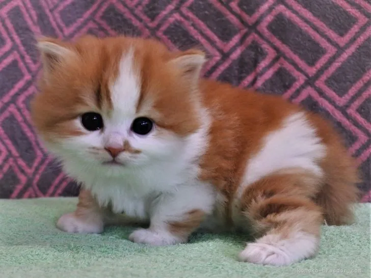 ID:1810-01495の子猫