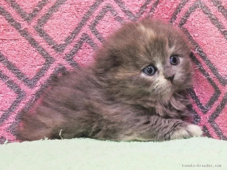 ID:1806-00325の子猫