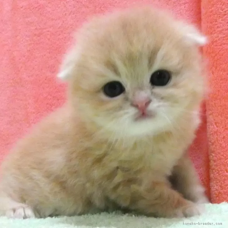 ID:2405-01002の子猫