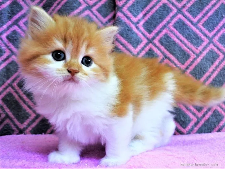 ID：1907-01665の子猫