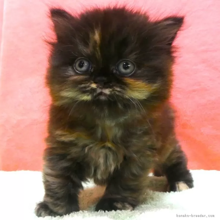 ID:2407-00383の子猫