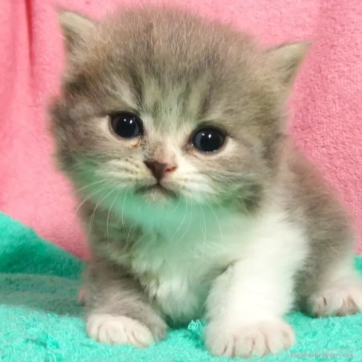 ID：2407-02689の子猫