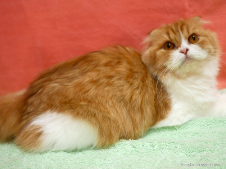 スコティッシュフォールド【・女の子・2024年5月16日・レッドタビー&amp;ホワイト】