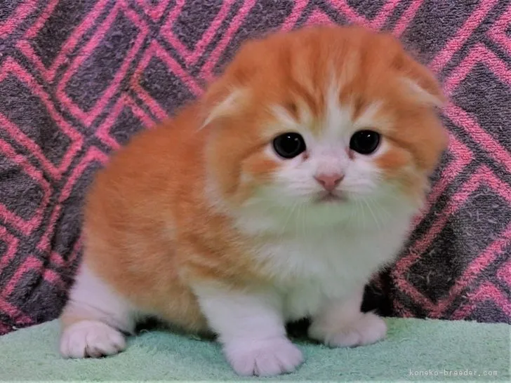 ID:1809-01389の子猫