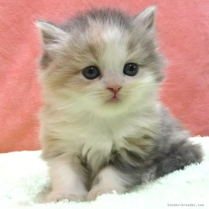 ID:2411-02080の子猫