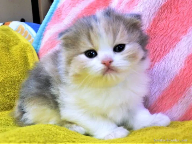 ID：1903-01209の子猫