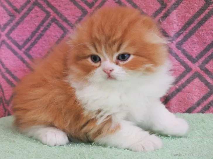 ID:1806-00701の子猫