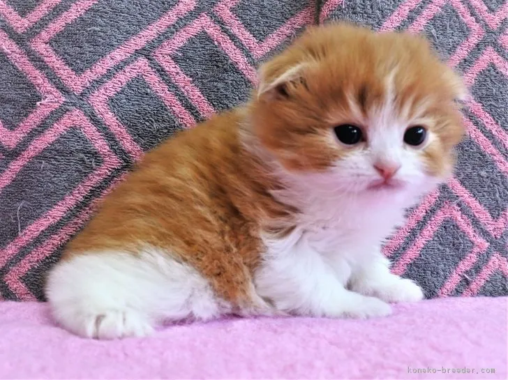 ID:1901-01391の子猫