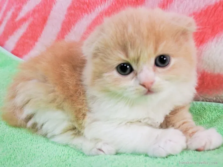 ID:1805-01304の子猫