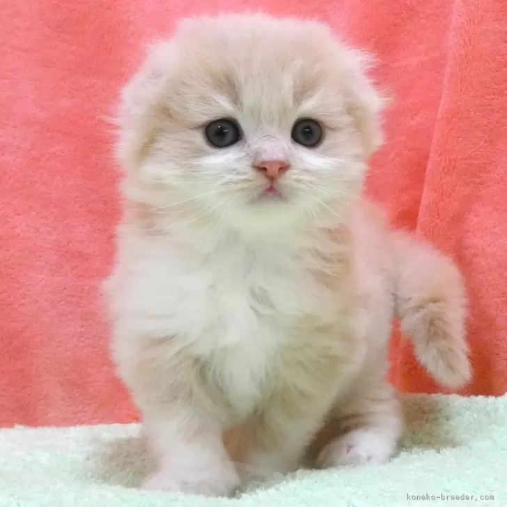 ID：2408-00036の子猫