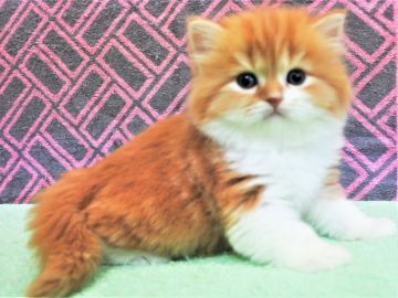 スコティッシュフォールド(立ち耳)【埼玉県・男の子・2019年11月29日・レッド&ホワイト（ロングヘヤー）】の写真「元気いっぱぁいの男の子♪」