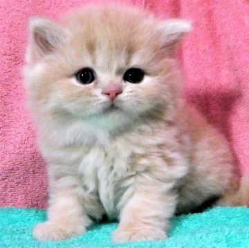 スコティッシュフォールド(立ち耳)【埼玉県・男の子・2023年3月10日・クリーム&ホワイト（ロングヘヤー）】の写真「素晴らしい男の子です♪」