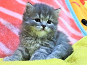 スコティッシュフォールド(立ち耳)【埼玉県・男の子・2019年8月2日・ブルータビー&ホワイト（長毛）】の写真「今人気のブルータビーです♪」