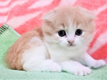 スコティッシュフォールド(折れ耳)【埼玉県・男の子・2019年12月27日・クリーム&ホワイト（ロングヘヤー）】の写真「可愛いぃ男の子です♪」