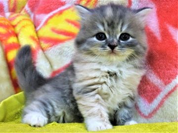 スコティッシュフォールド(立ち耳)【埼玉県・女の子・2019年7月26日・ダイリュートキャリコ（長毛）】の写真「元気で仕草が可愛いです♪」