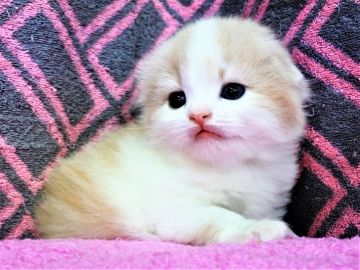 スコティッシュフォールド(折れ耳)【埼玉県・男の子・2019年7月26日・クリーム&ホワイト（長毛）】の写真「素敵な男の子です♪」