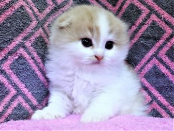 スコティッシュフォールド(折れ耳)【埼玉県・男の子・2019年7月12日・クリーム&ホワイト（長毛）】の写真「素晴らしいですよ♪」