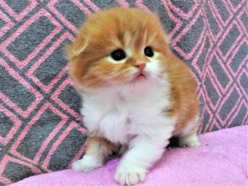 スコティッシュフォールド(折れ耳)【埼玉県・男の子・2019年2月8日・レッドタビー&ホワイト（長毛）】の写真「元気いっぱぁい♪~☆」