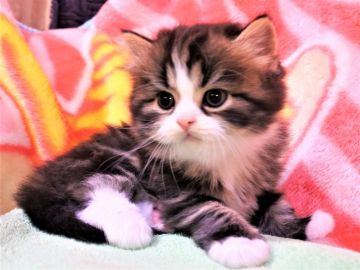 スコティッシュフォールド(立ち耳)【埼玉県・男の子・2019年7月5日・ブラウンタビー&ホワイト（長毛）】の写真「しっかりした体型です♪」