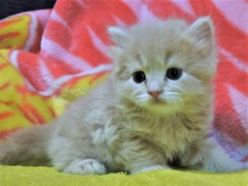 スコティッシュフォールド(立ち耳)【埼玉県・男の子・2019年8月2日・クリーム&ホワイト（長毛）】の写真「優しいお顔してます☆」