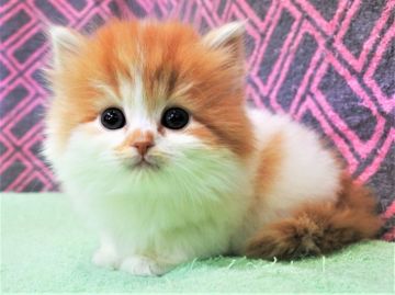 スコティッシュフォールド(立ち耳)【埼玉県・女の子・2019年11月29日・レッド&ホワイト（ロングヘヤー）】の写真「優しく素敵な女の子です☆彡」